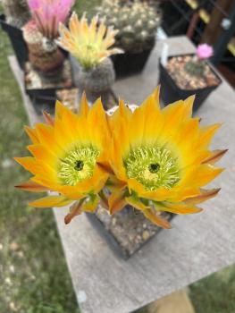 Echinocereus ctenoides